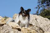 EPAGNEUL PAPILLON 117